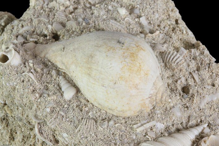 Eocene Fossil Gastropods (Globularia & Sigmesalia) - Damery, France #73809
